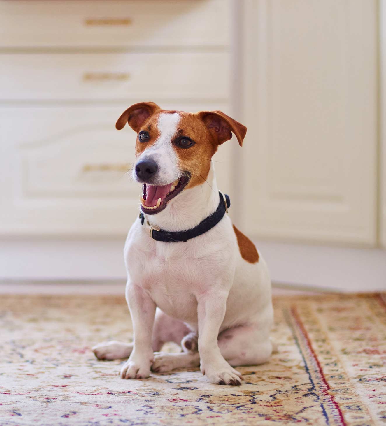 A small, white and brown dog with a black collar sits on a patterned rug in a room with light-colored cabinets.